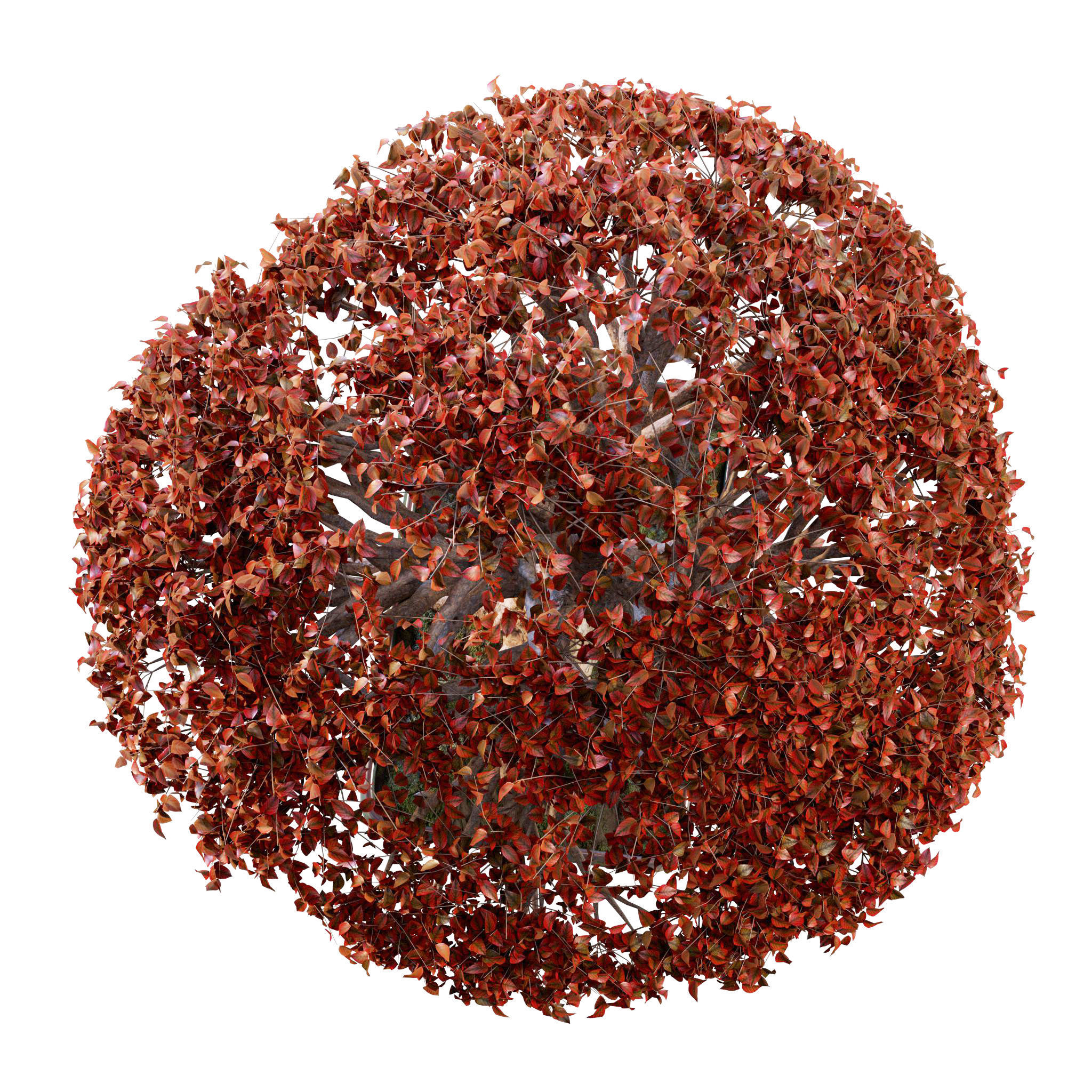 Bonsai 03 - PBR - Midpoly - HQ 3D model_12