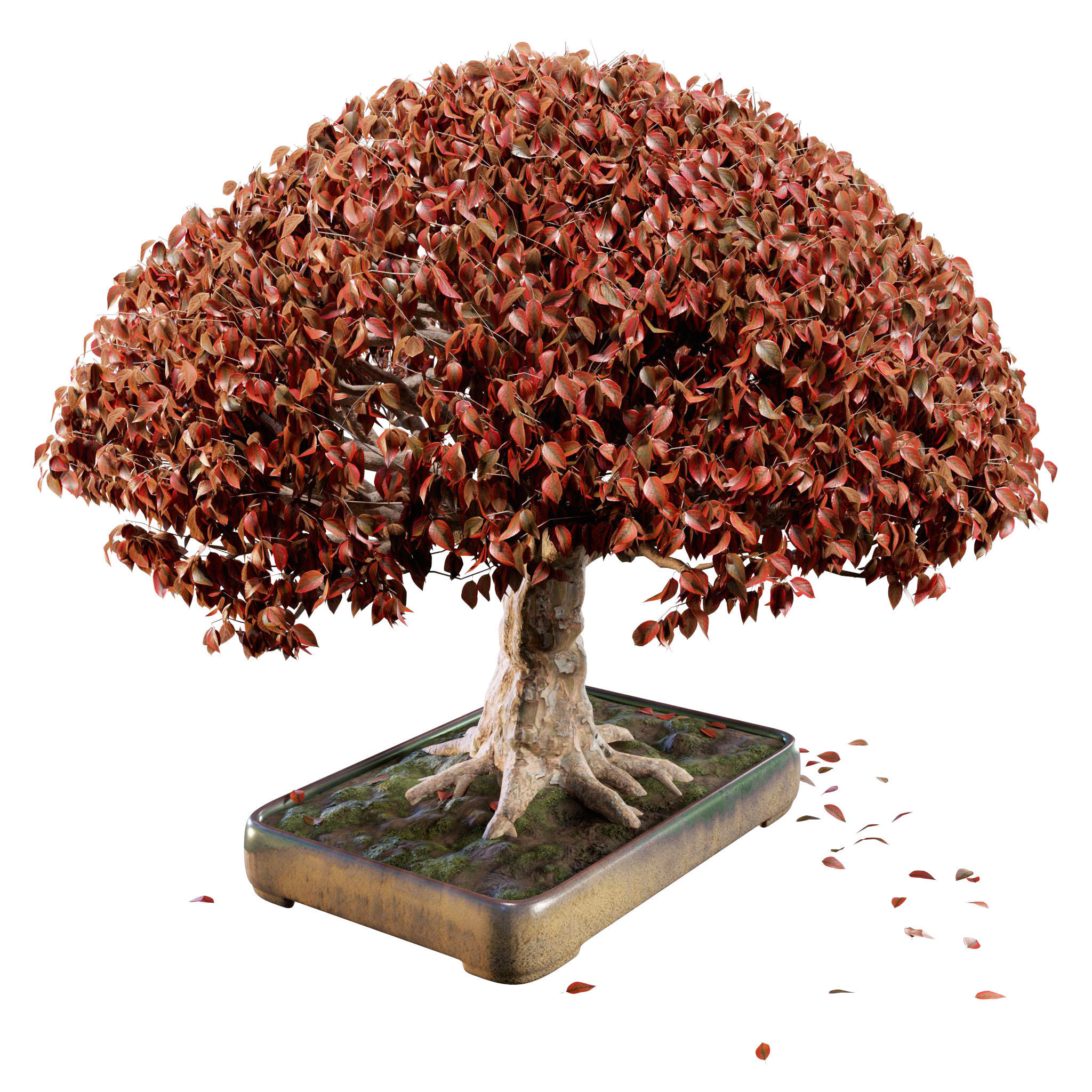 Bonsai 03 - PBR - Midpoly - HQ 3D model_10