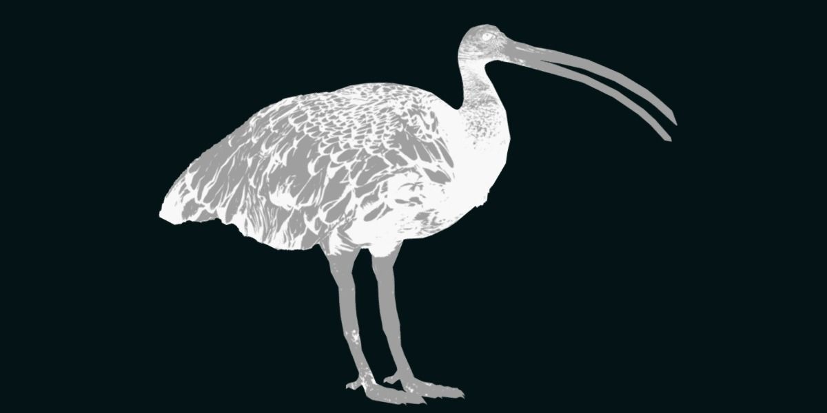 Giant Ibis Bird Low-poly 3D model_21