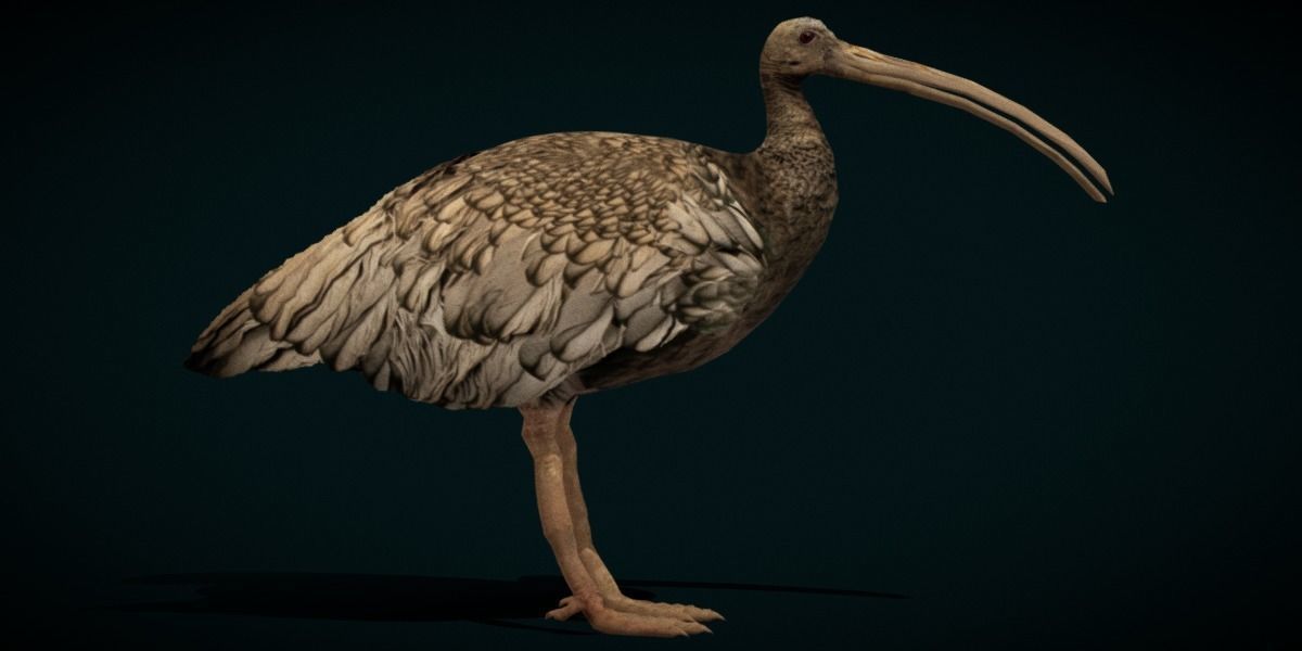 Giant Ibis Bird Low-poly 3D model_6