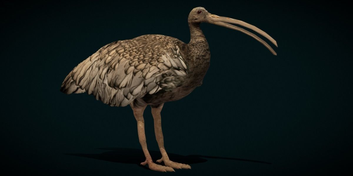 Giant Ibis Bird Low-poly 3D model_24