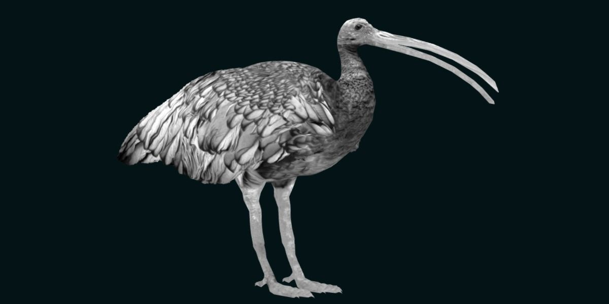 Giant Ibis Bird Low-poly 3D model_22