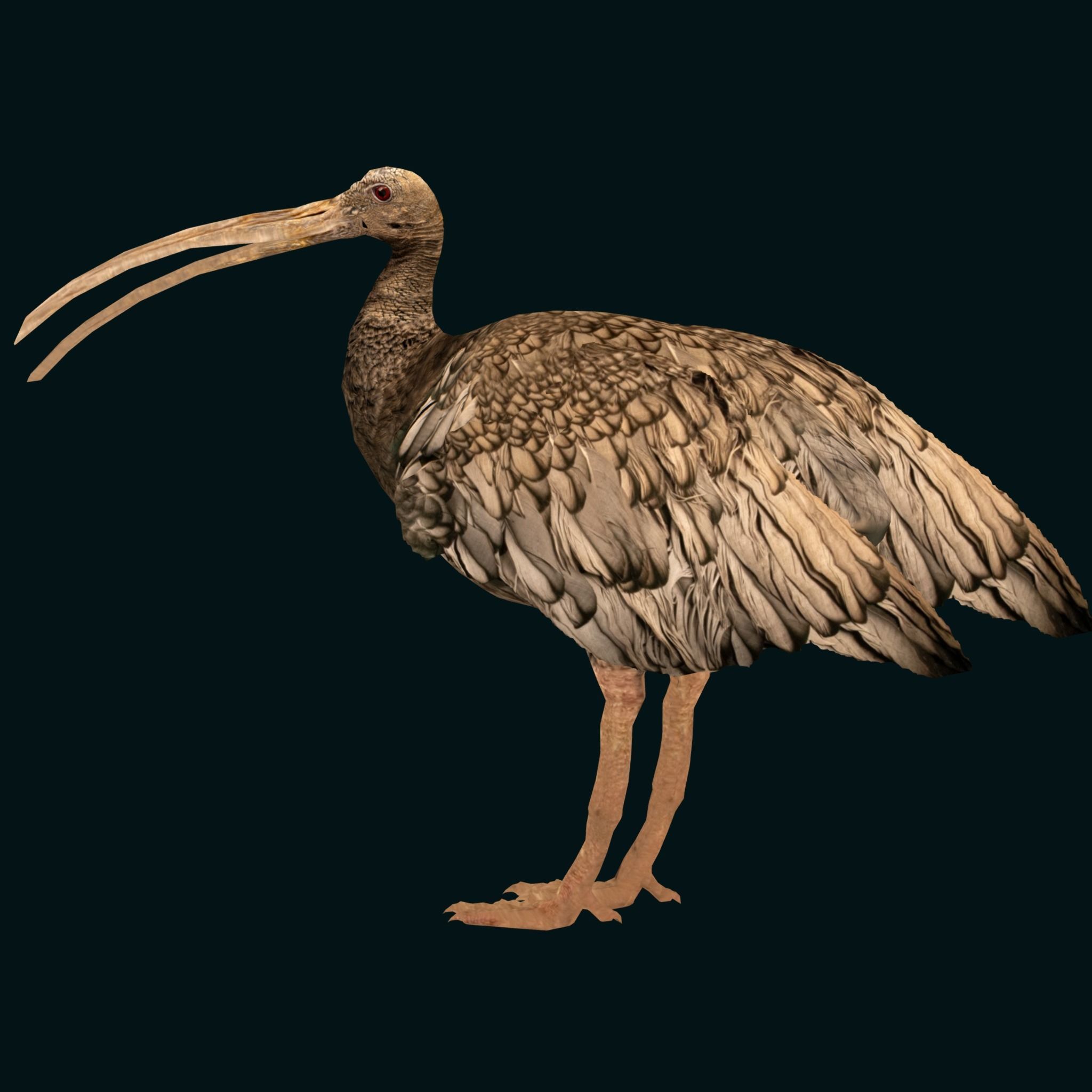 Giant Ibis Bird Low-poly 3D model_14