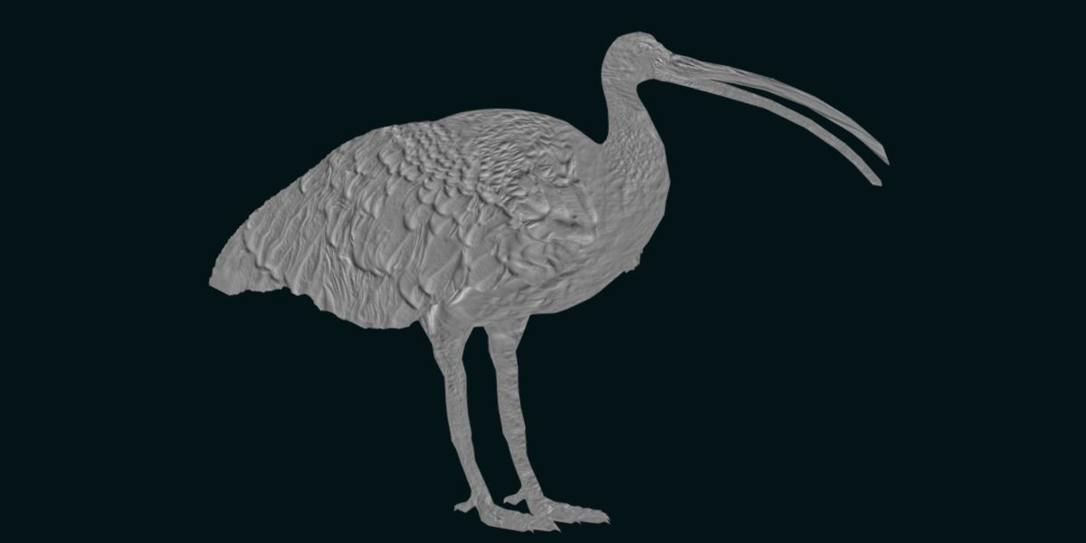 Giant Ibis Bird Low-poly 3D model_20