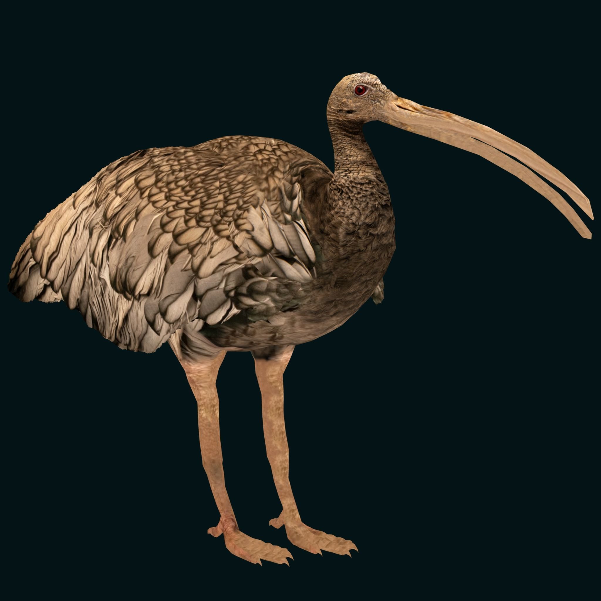 Giant Ibis Bird Low-poly 3D model_15