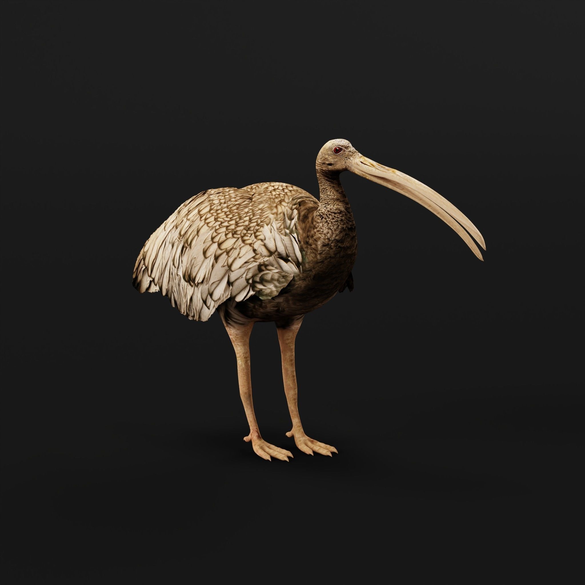 Giant Ibis Bird Low-poly 3D model_25