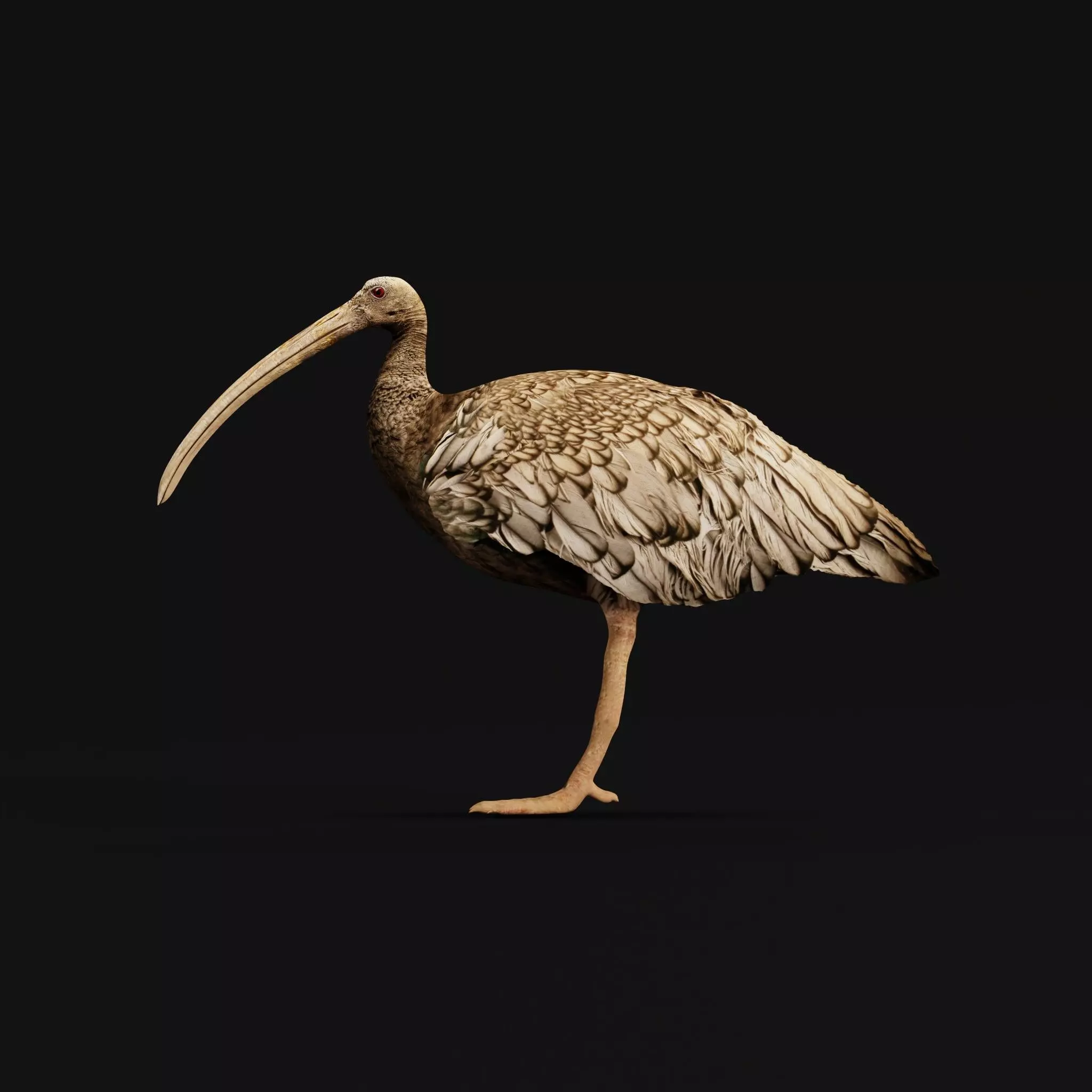 Giant Ibis Bird Low-poly 3D model_0