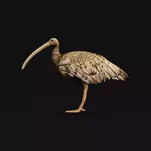 Giant Ibis Bird Low-poly 3D model