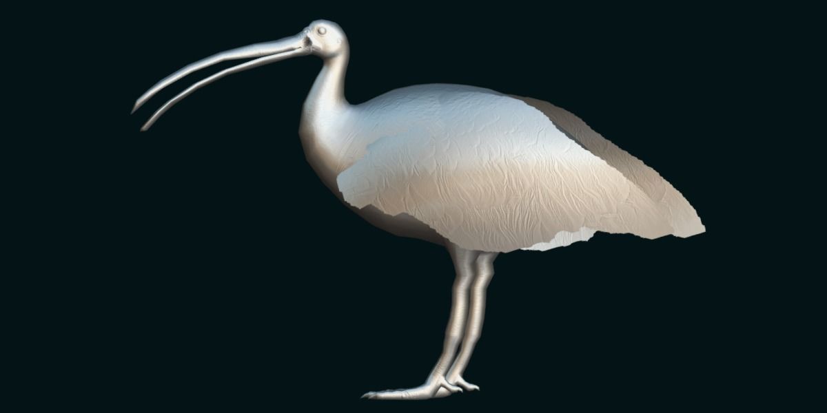Giant Ibis Bird Low-poly 3D model_7