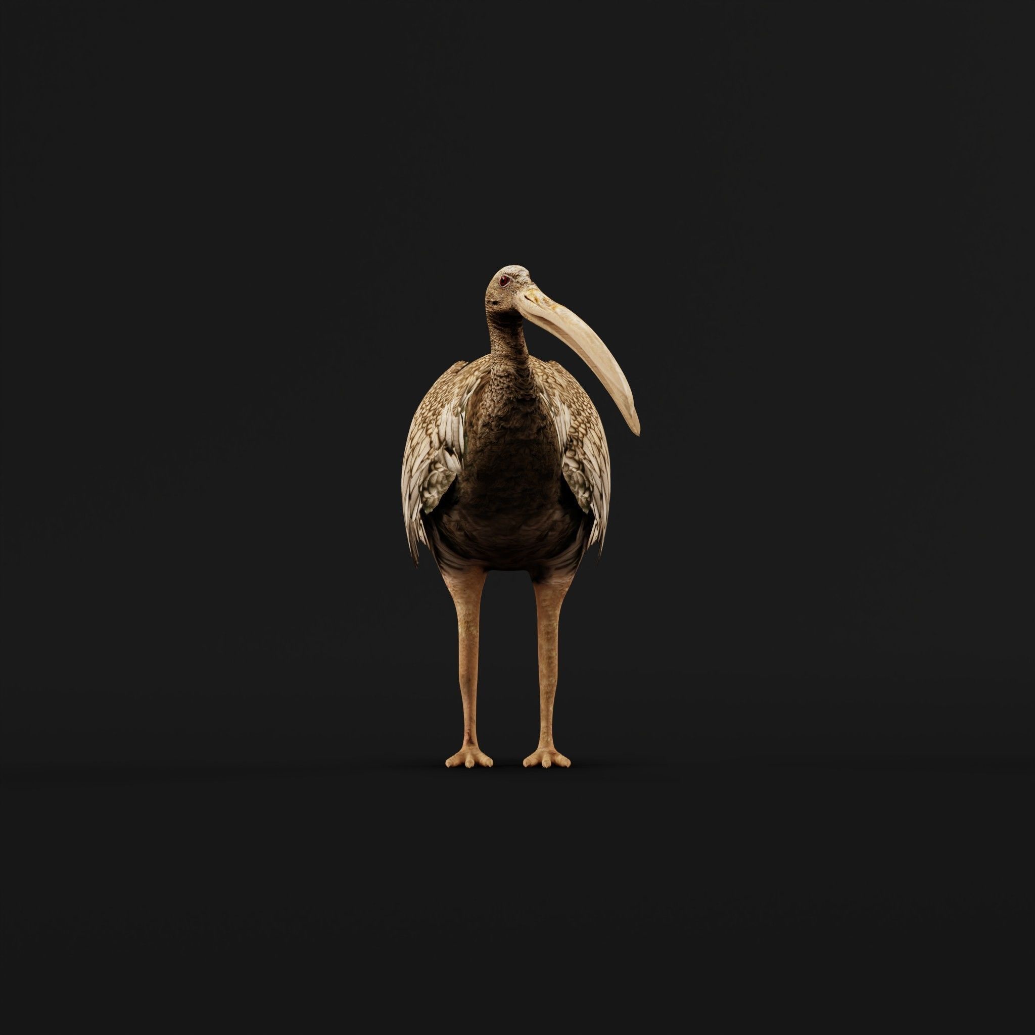 Giant Ibis Bird Low-poly 3D model_26