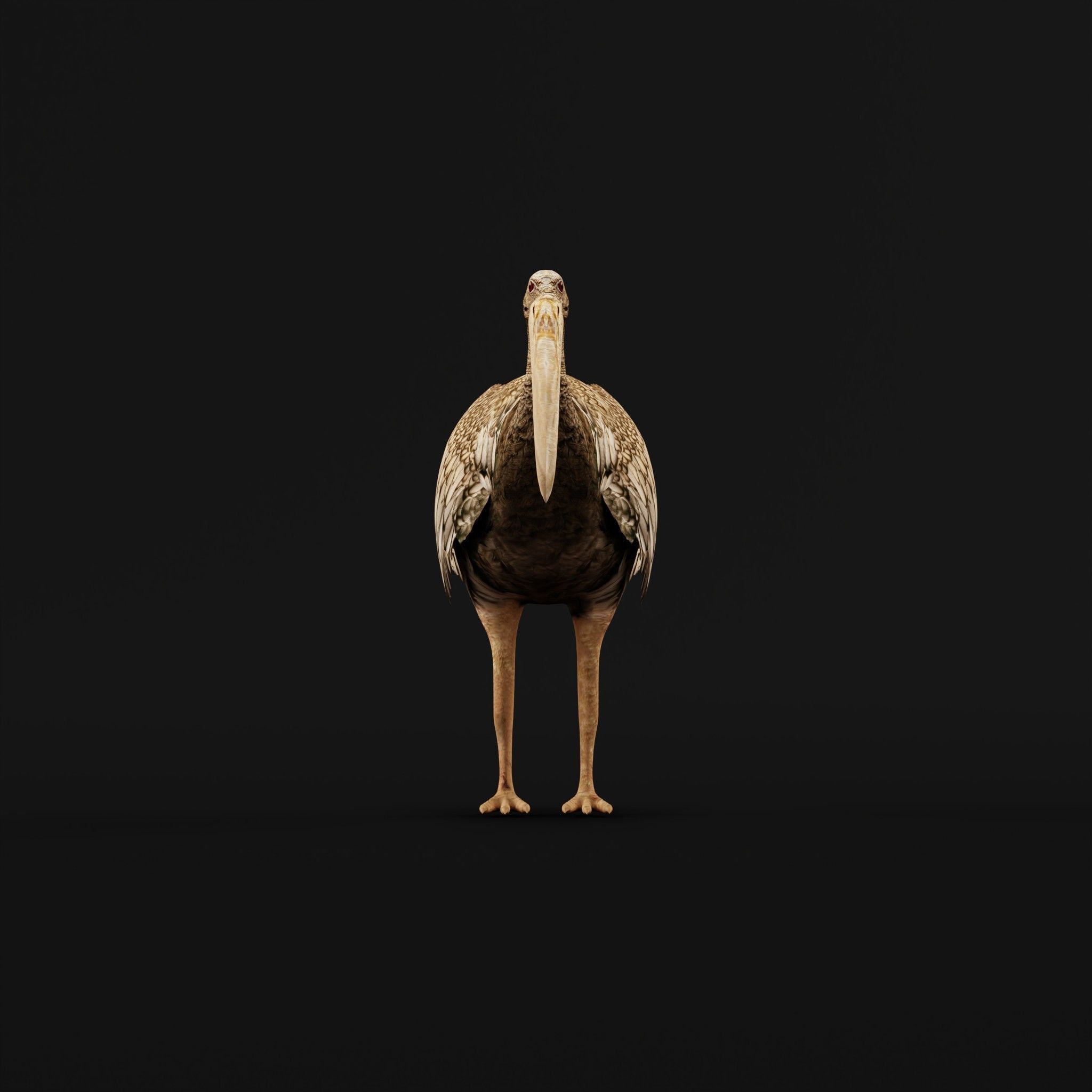 Giant Ibis Bird Low-poly 3D model_3