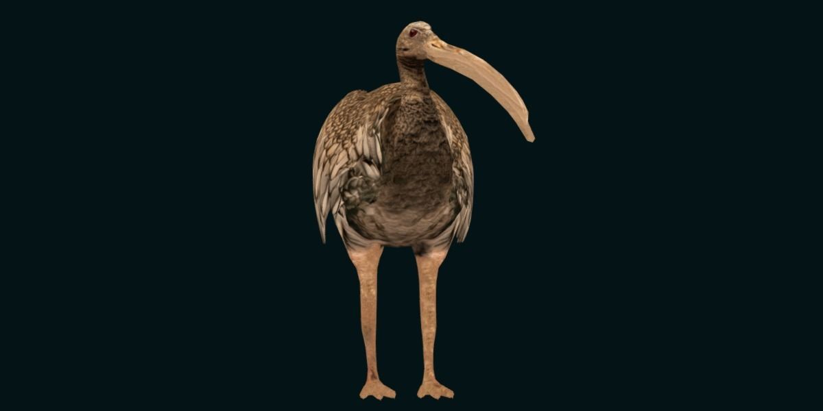 Giant Ibis Bird Low-poly 3D model_19