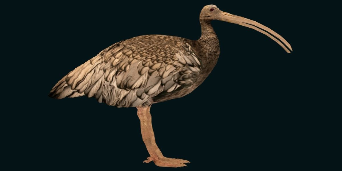 Giant Ibis Bird Low-poly 3D model_18