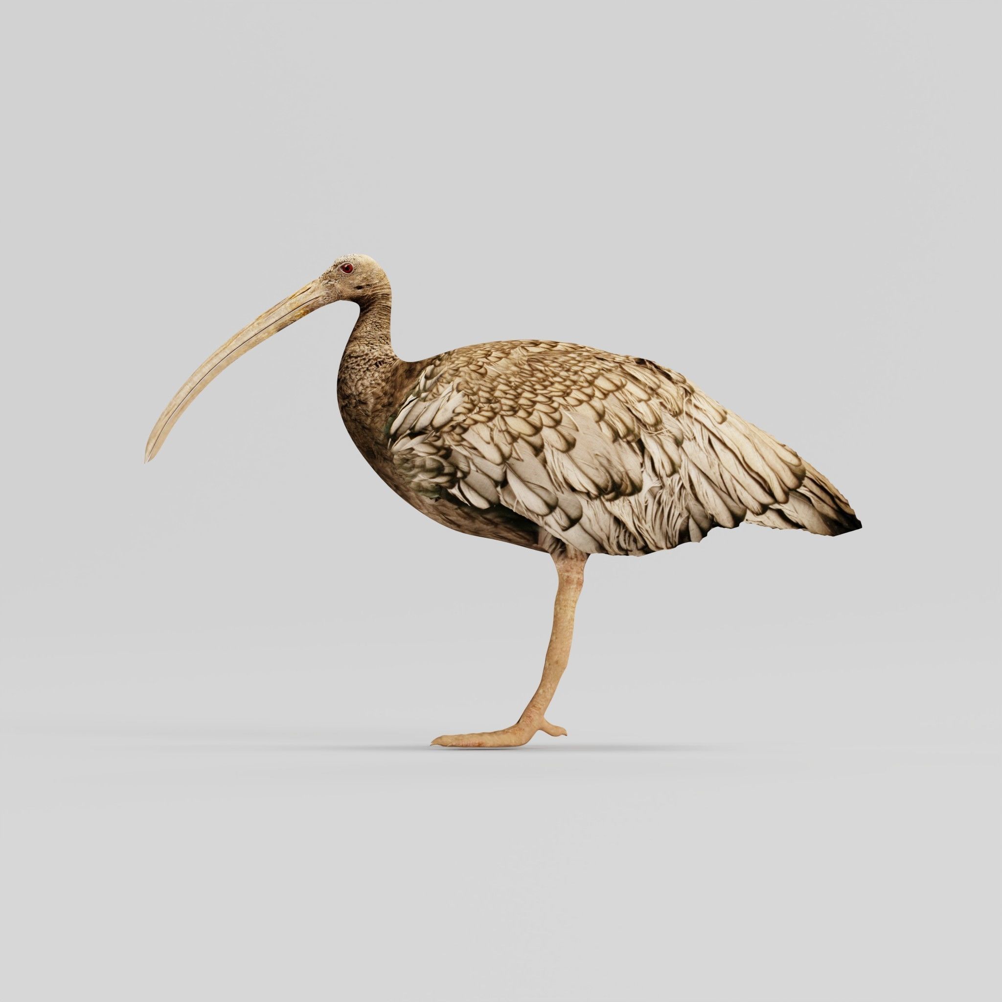 Giant Ibis Bird Low-poly 3D model_5