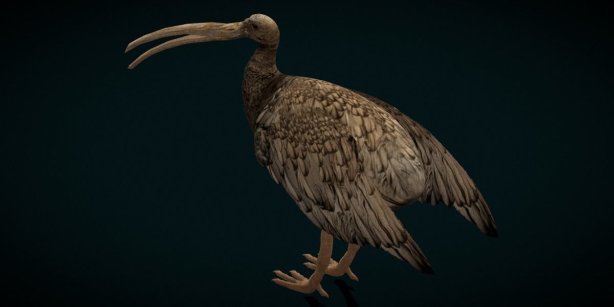 Giant Ibis Bird Low-poly 3D model_13