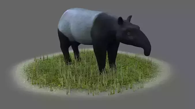 Lowland tapir Tapirus terrestris South tapir 3D model