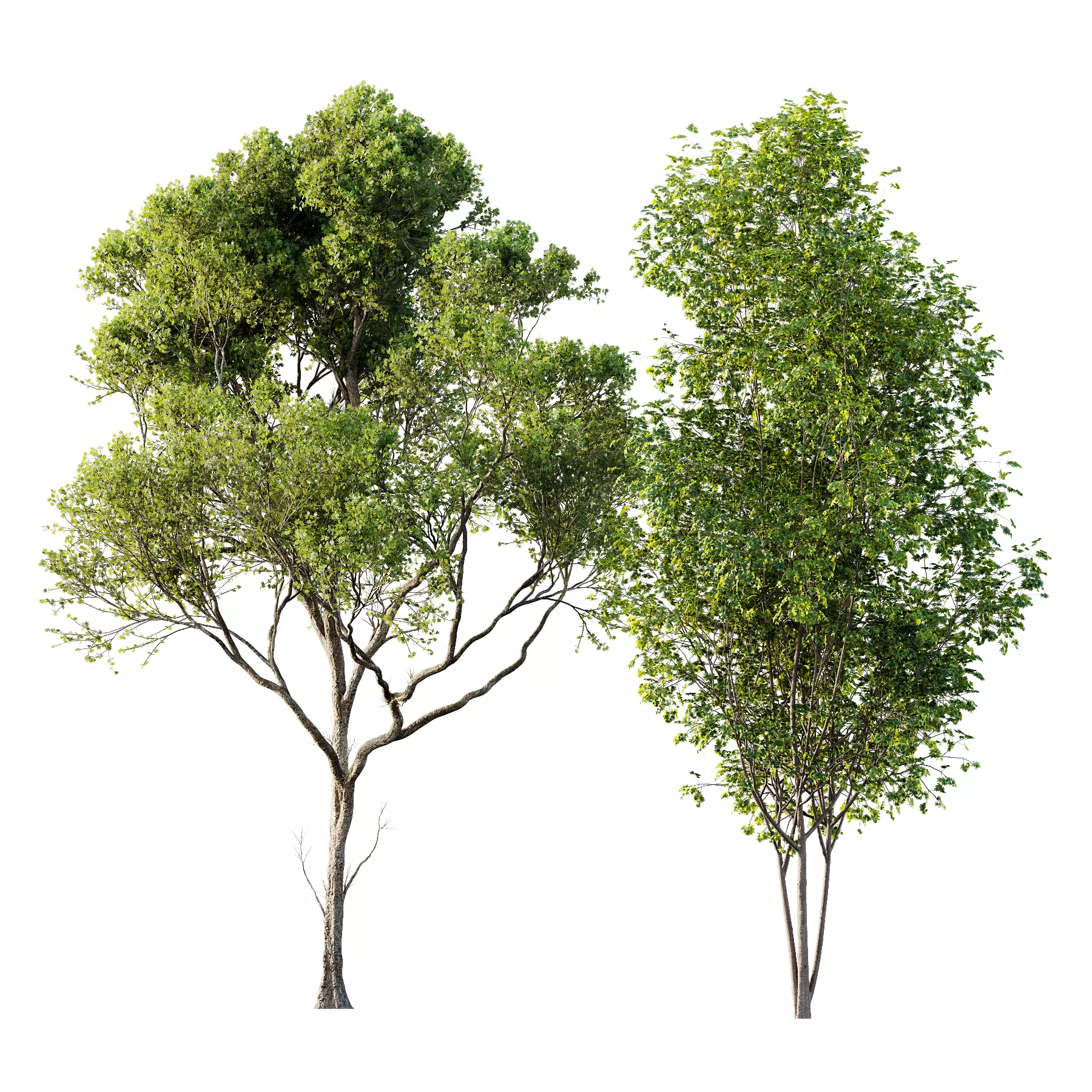 spring trees Acer Saccharinum and Acer Pseudoplatanus 3D model_0