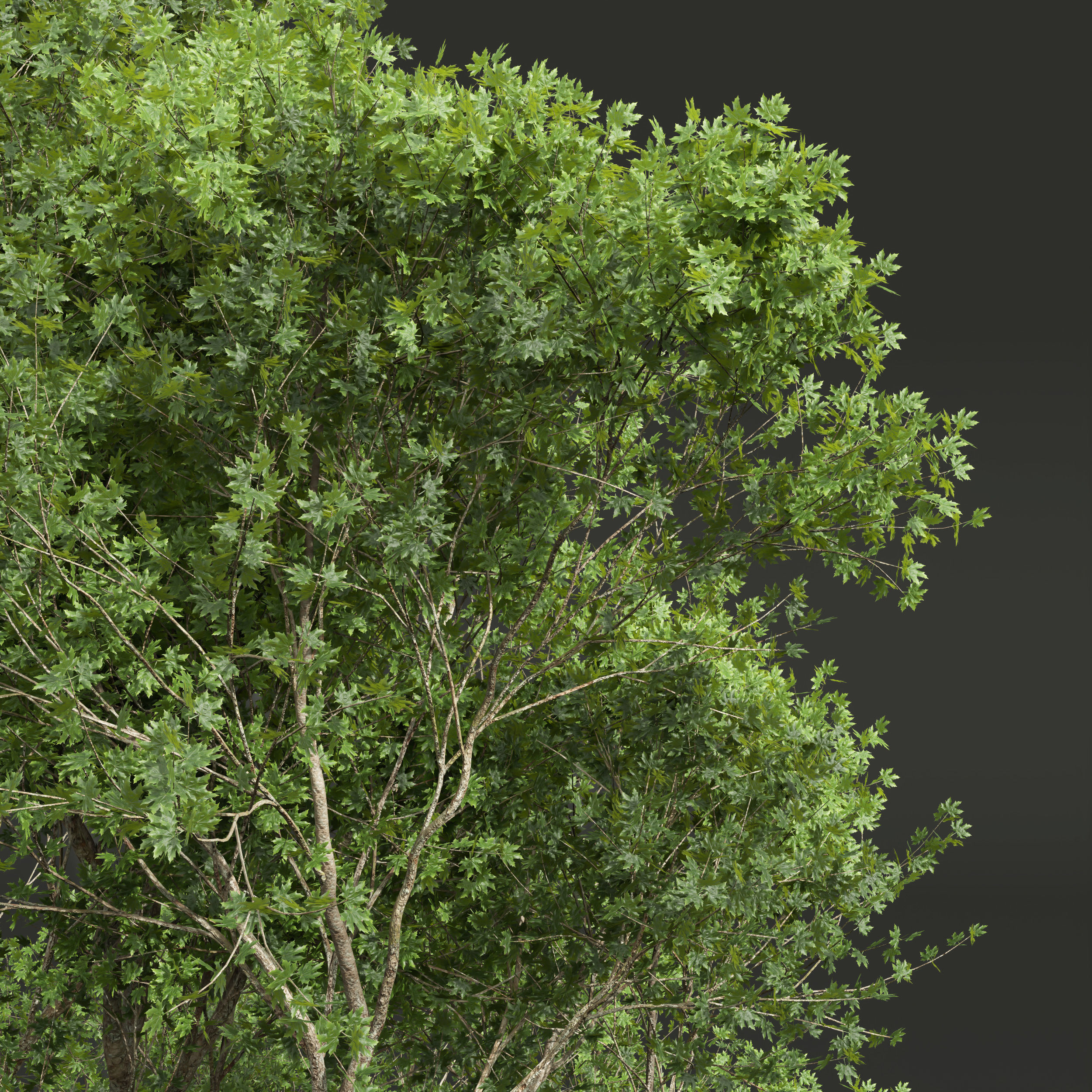 spring trees Acer Saccharinum and Acer Pseudoplatanus 3D model_2