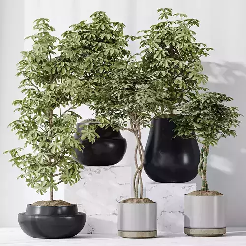 Schefflera Arboricola Umbrella SET 20