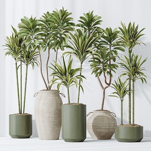 Lemon Cane Dragon and Euphorbia Drupifera set 19 3D model