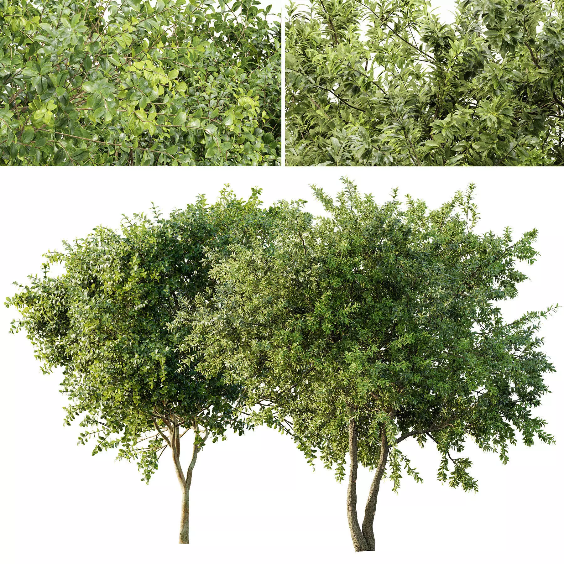 Champaca and Water gum 2 trees 3D model_0