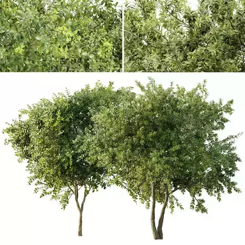 Champaca and Water gum 2 trees 3D model