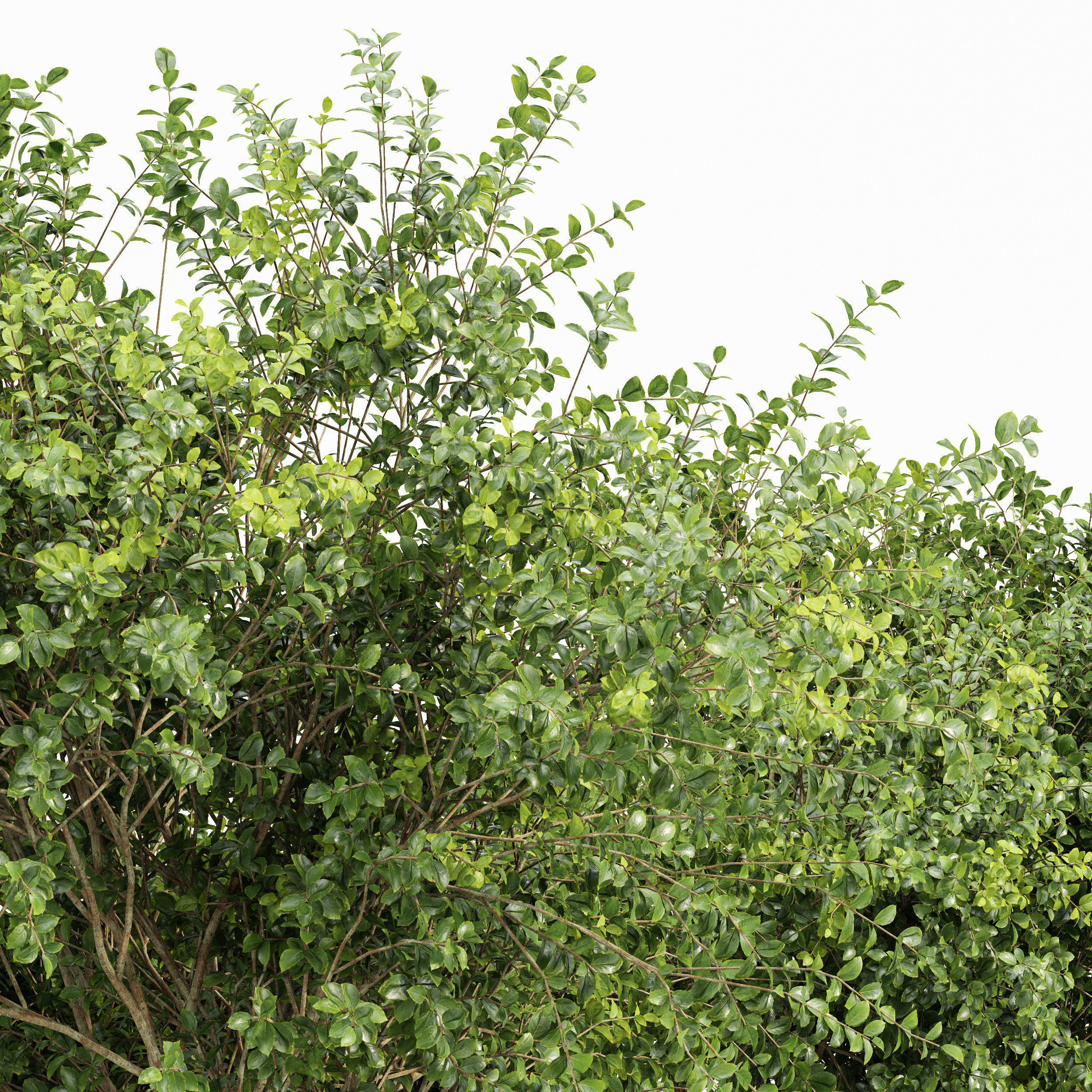 Champaca and Water gum 2 trees 3D model_1