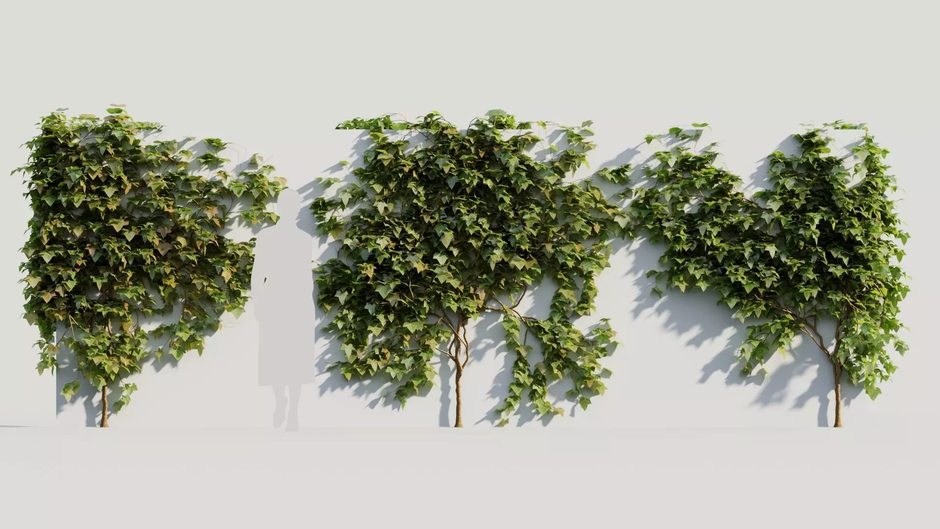 Hedera helix a 3D model_0