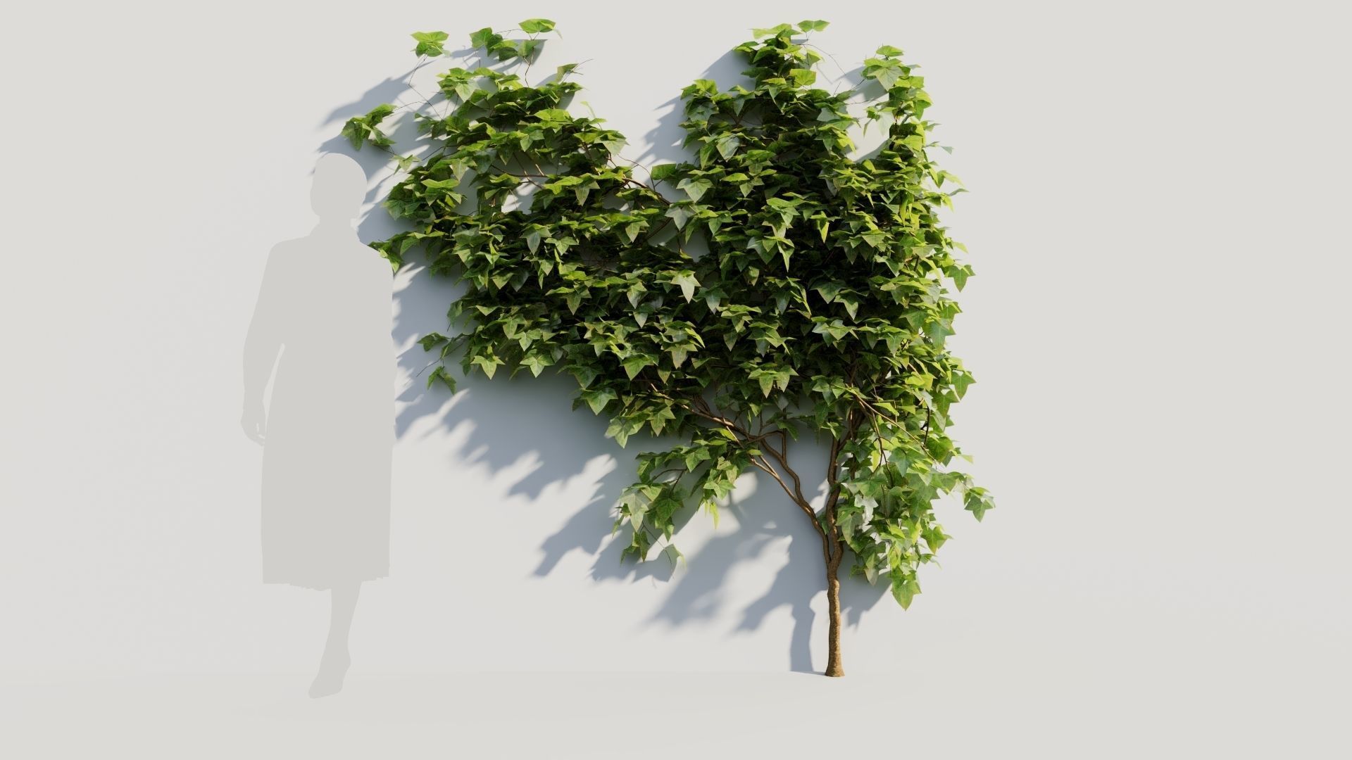 Hedera helix a 3D model_7