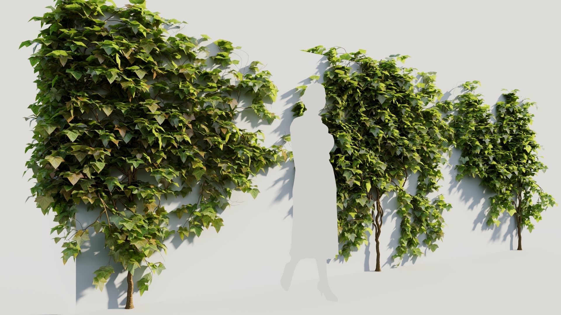Hedera helix a 3D model_3