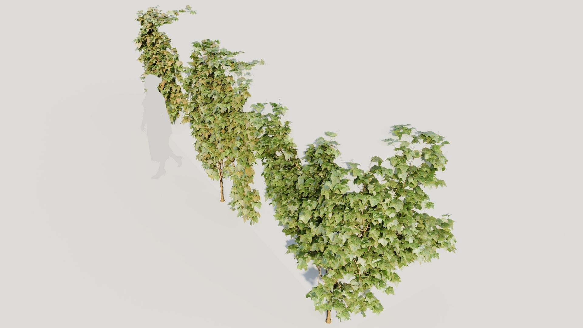 Hedera helix a 3D model_4