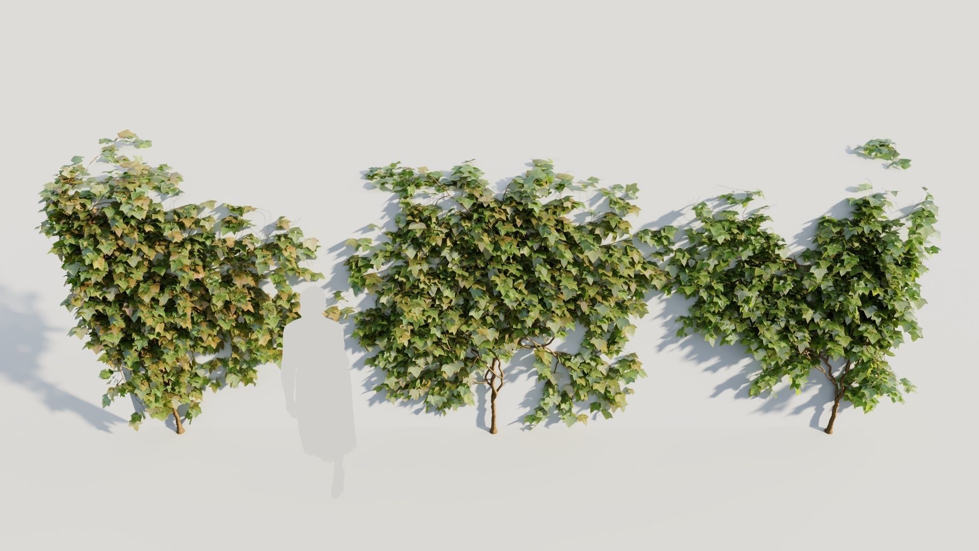 Hedera helix a 3D model_2