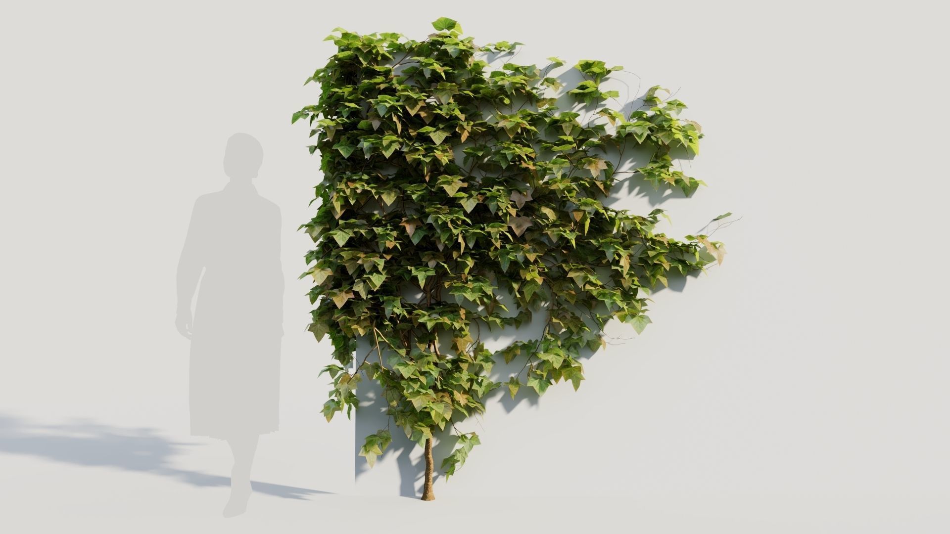 Hedera helix a 3D model_5