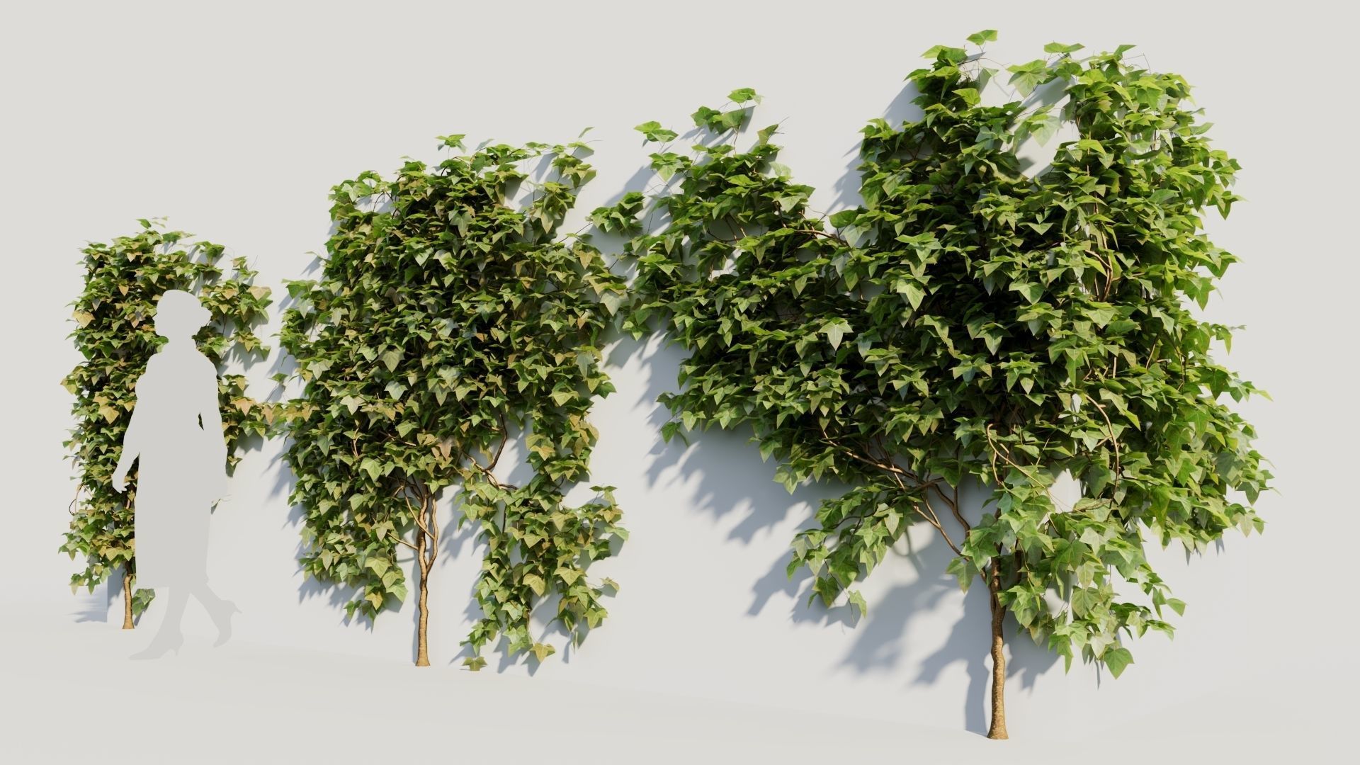Hedera helix a 3D model_1