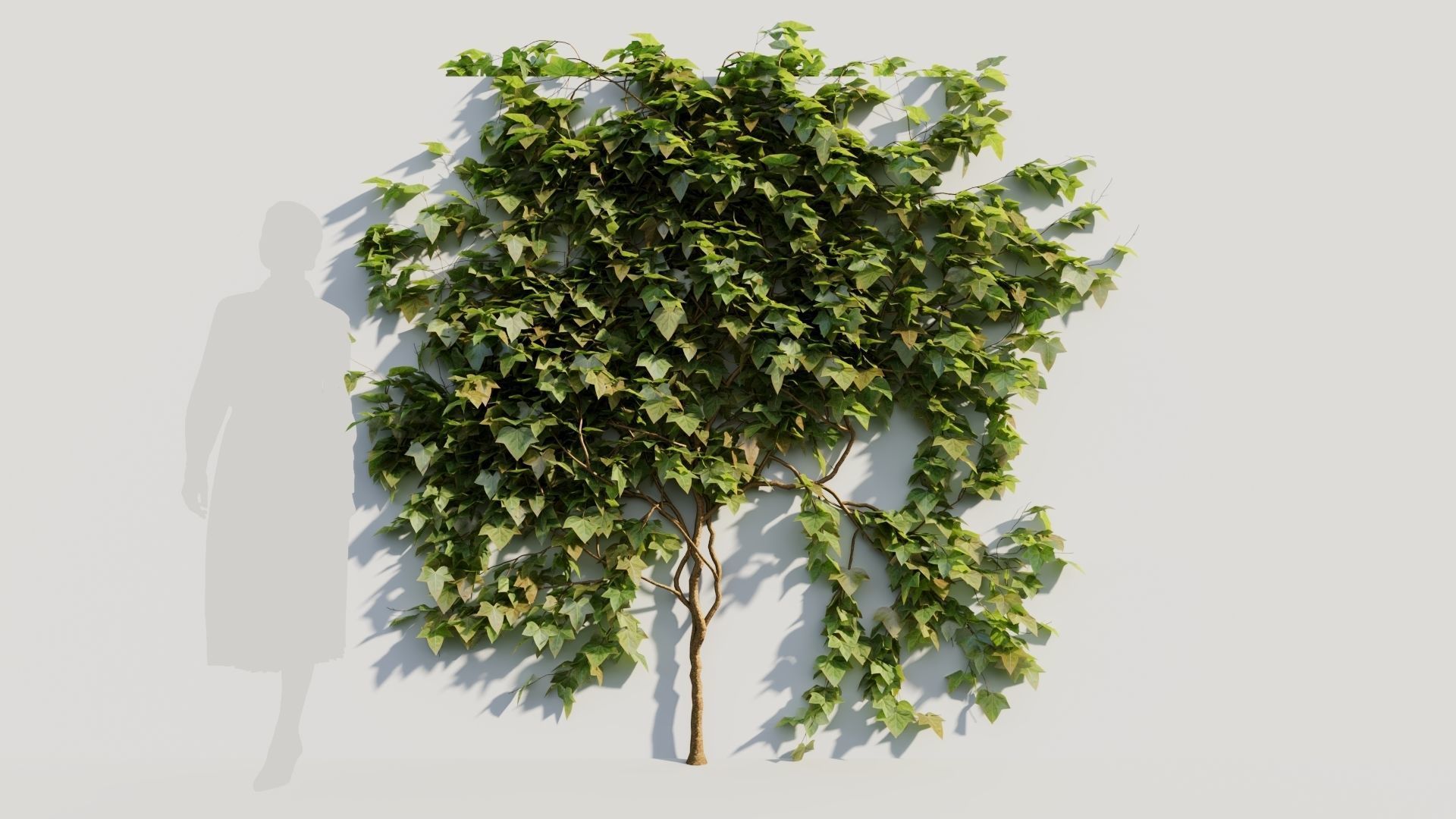 Hedera helix a 3D model_6