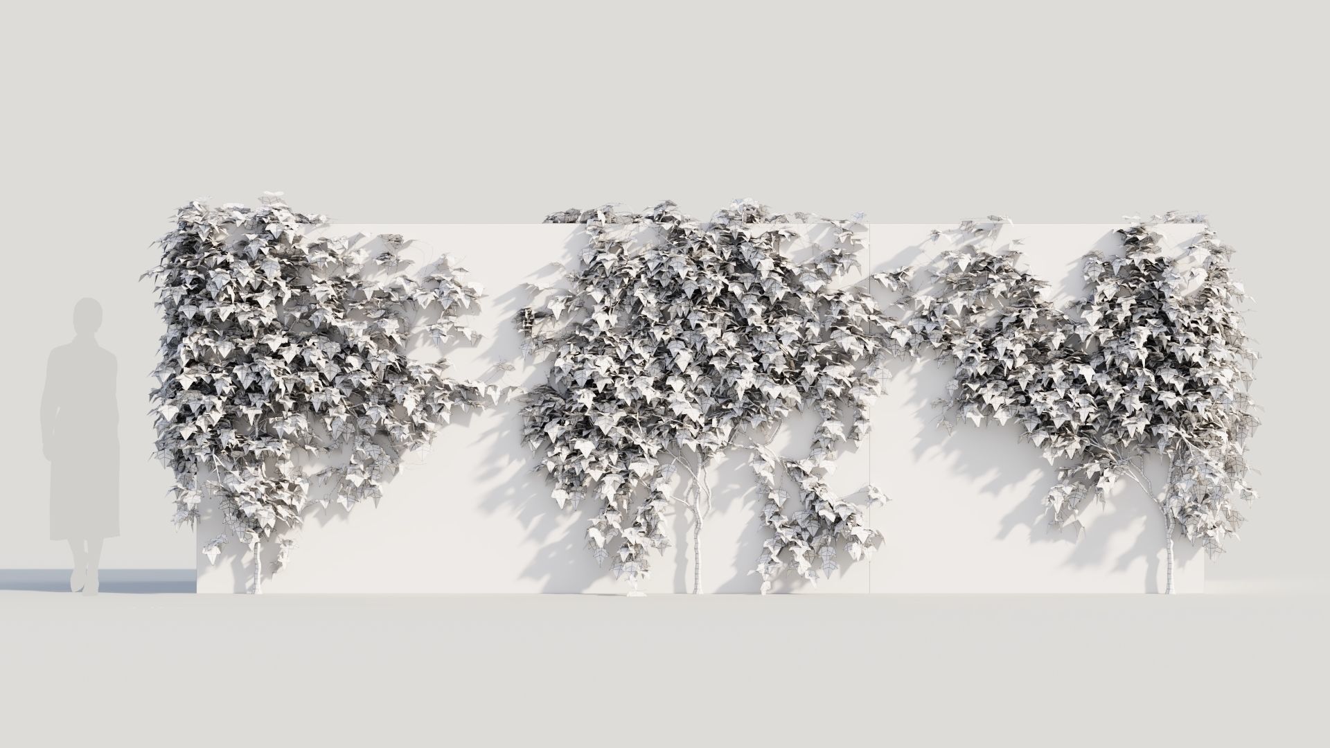 Hedera helix a 3D model_8