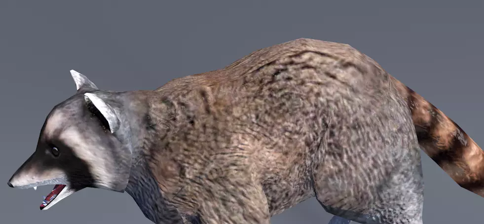 Raccoon Low-poly 3D model