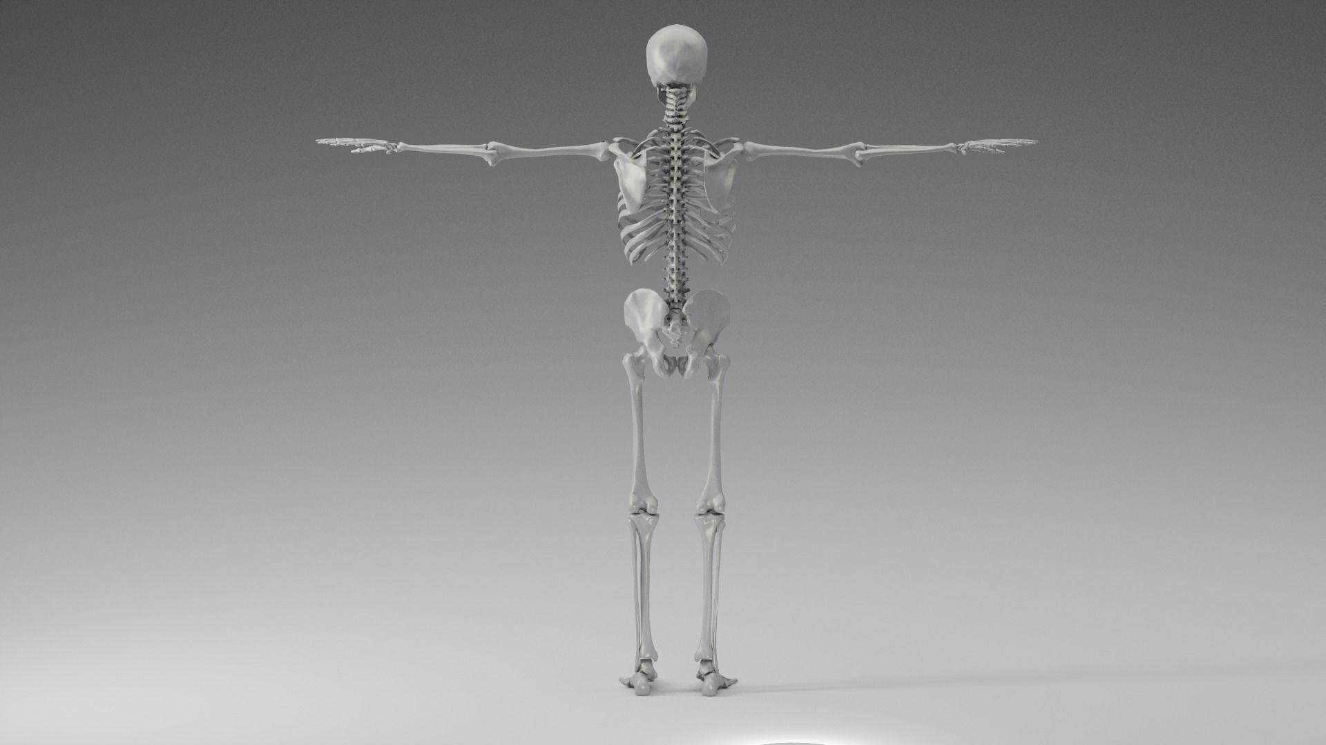 Skeleton Rigging 3D model_8