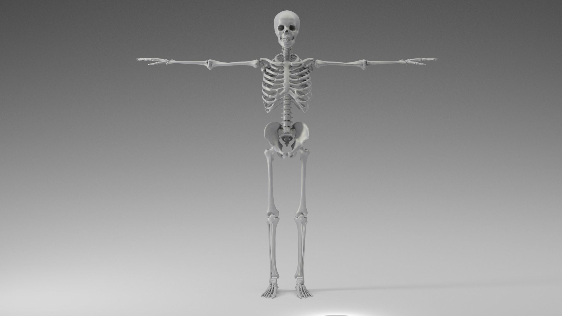 Skeleton Rigging 3D model_2