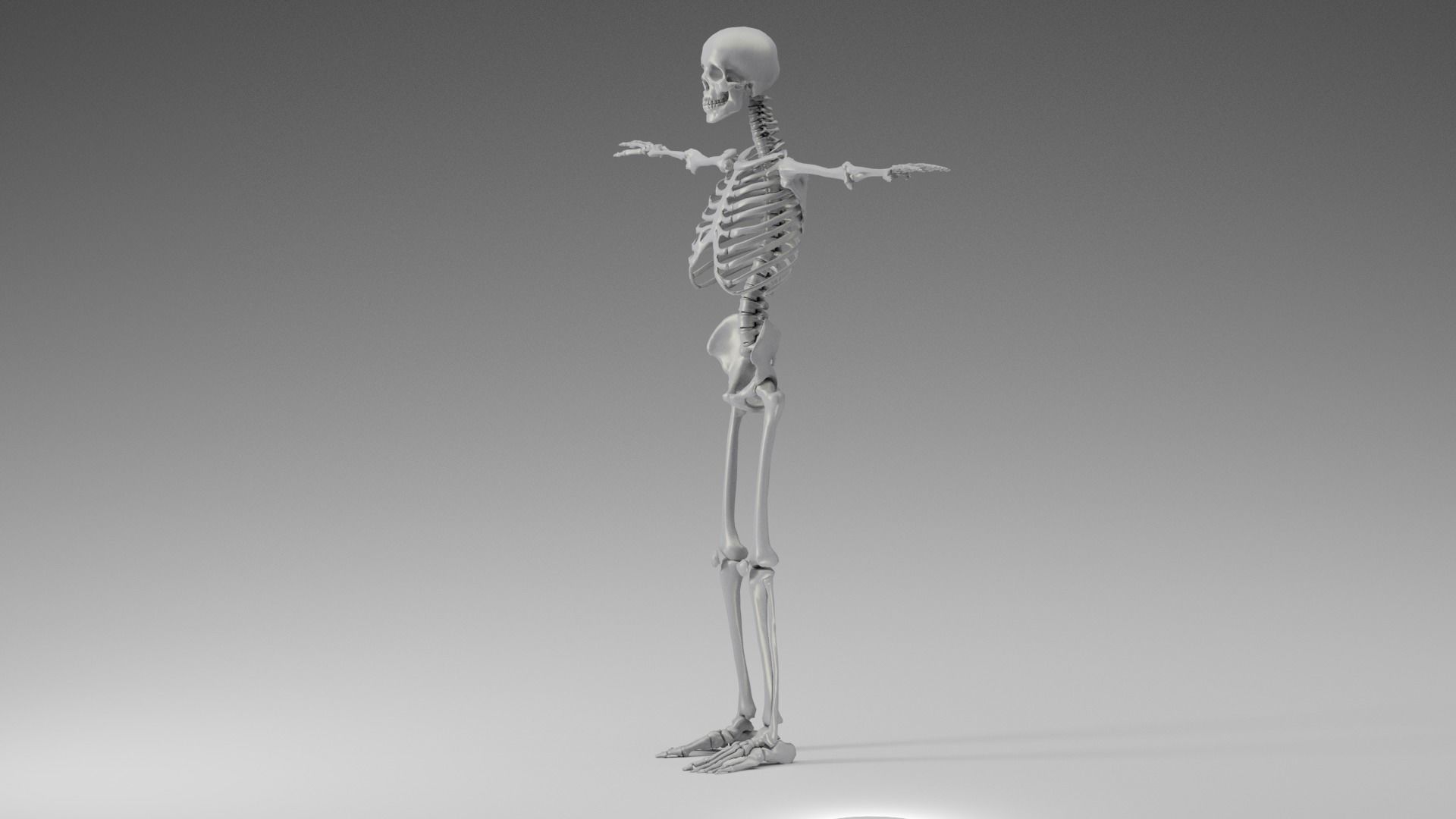 Skeleton Rigging 3D model_4