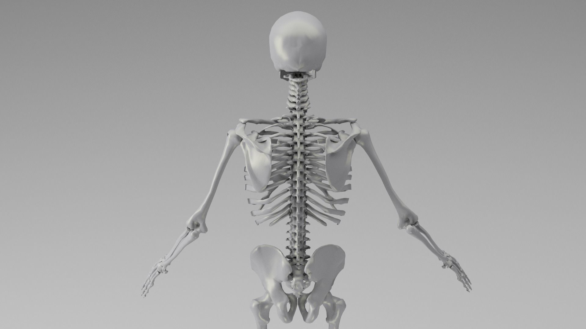 Skeleton Rigging 3D model_1