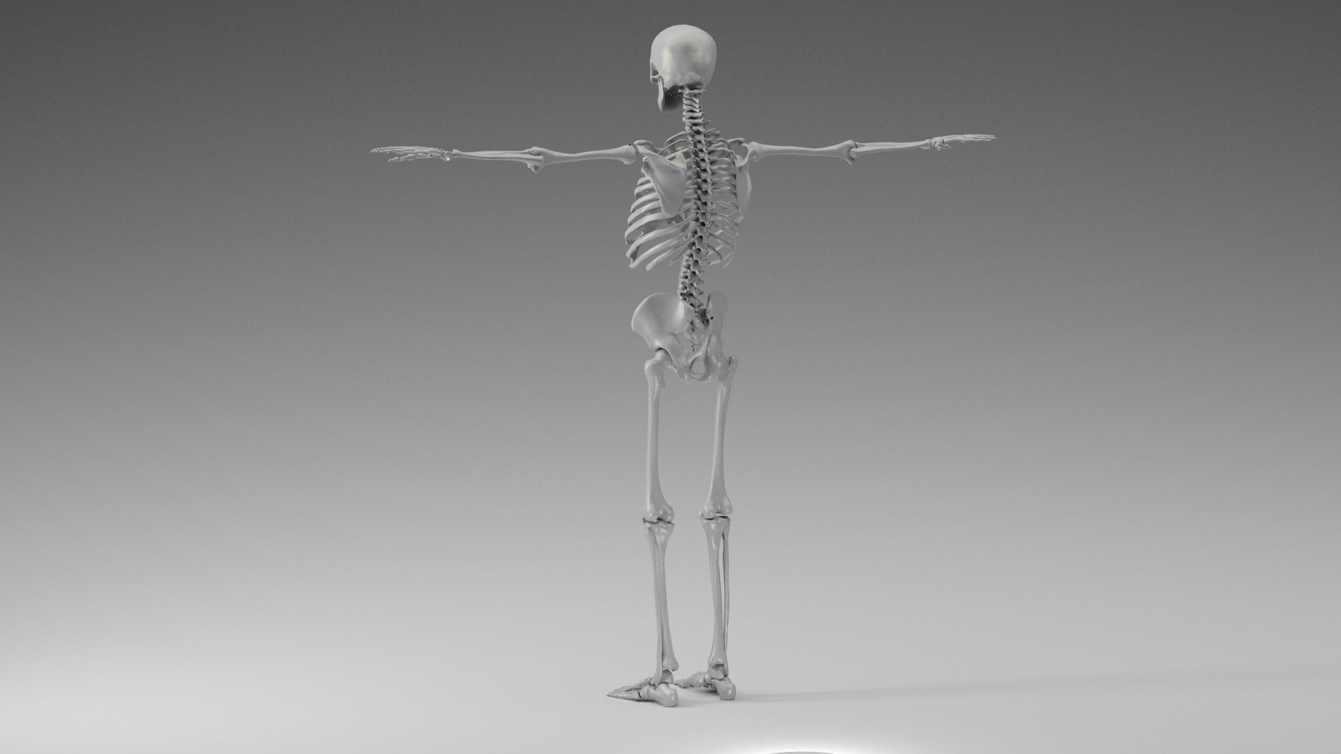 Skeleton Rigging 3D model_7