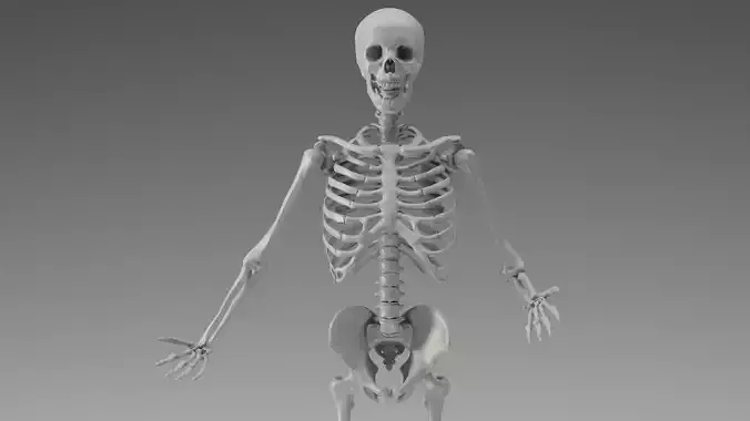 Skeleton Rigging 3D model