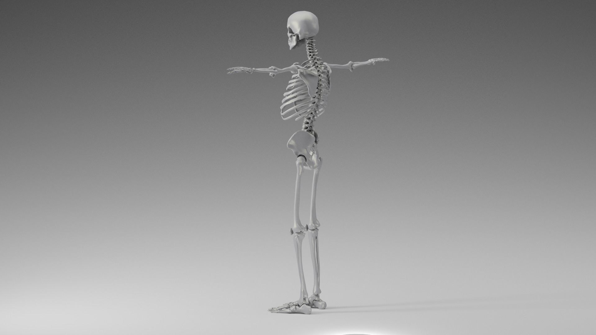 Skeleton Rigging 3D model_6