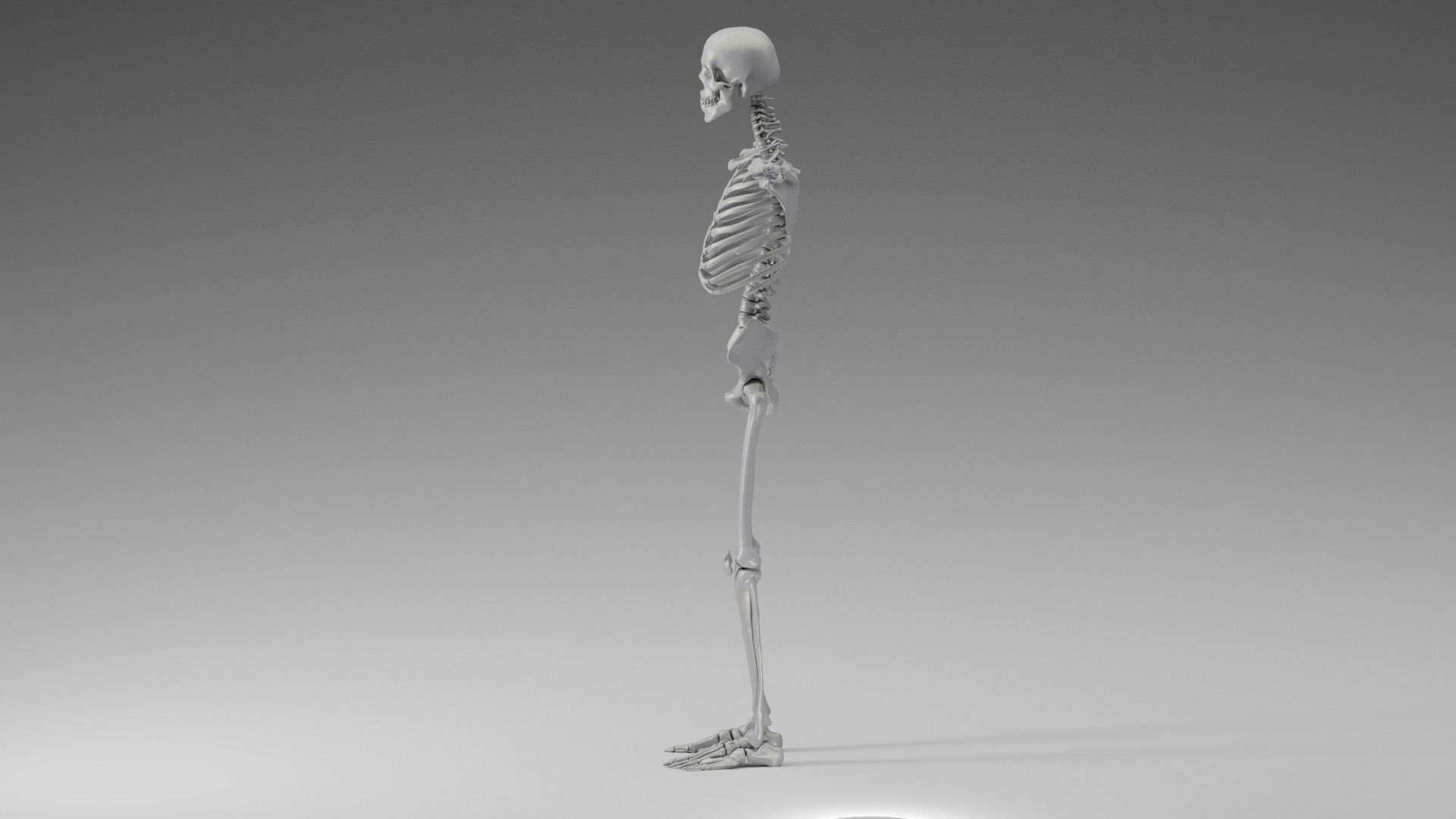 Skeleton Rigging 3D model_5
