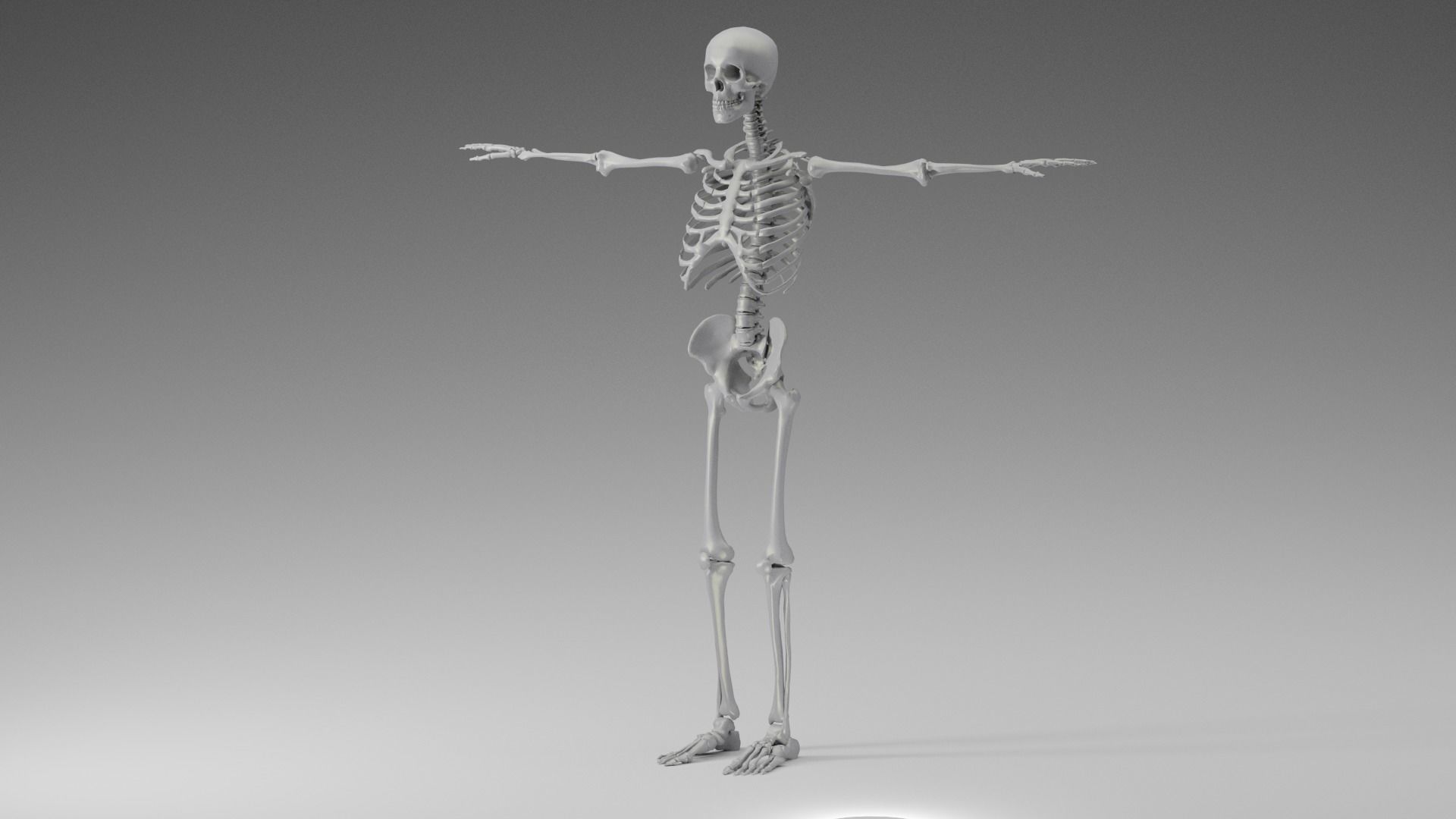 Skeleton Rigging 3D model_3