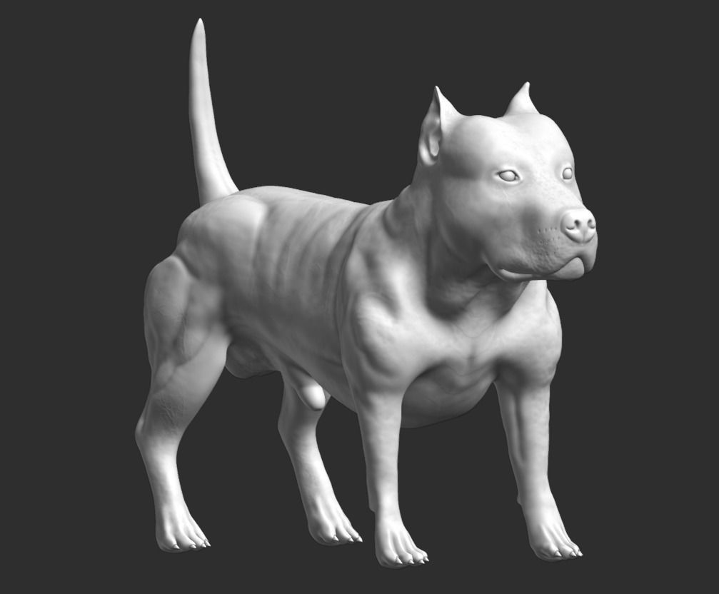 Pitbull American Bully Low-poly 3D model_15