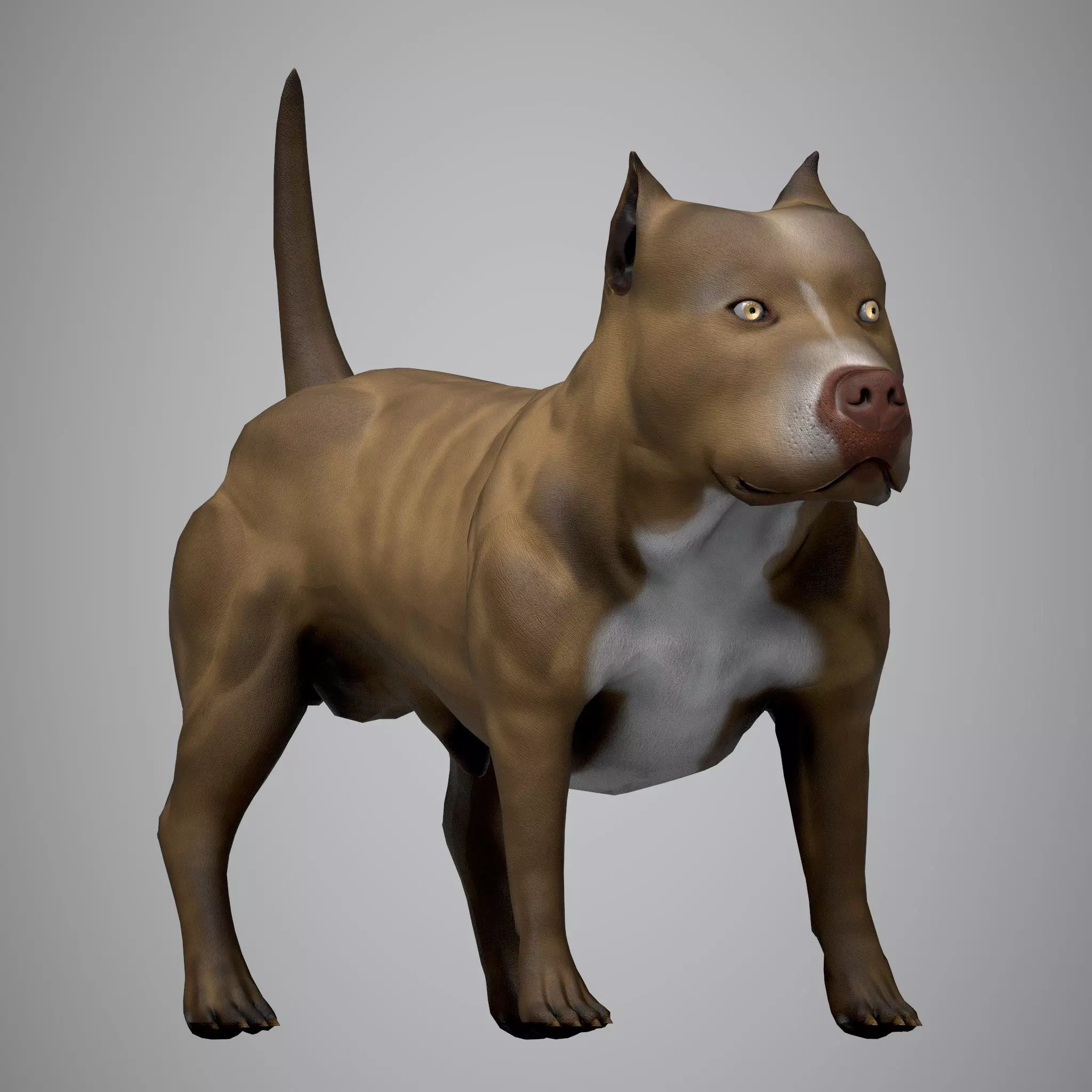 Pitbull American Bully Low-poly 3D model_0
