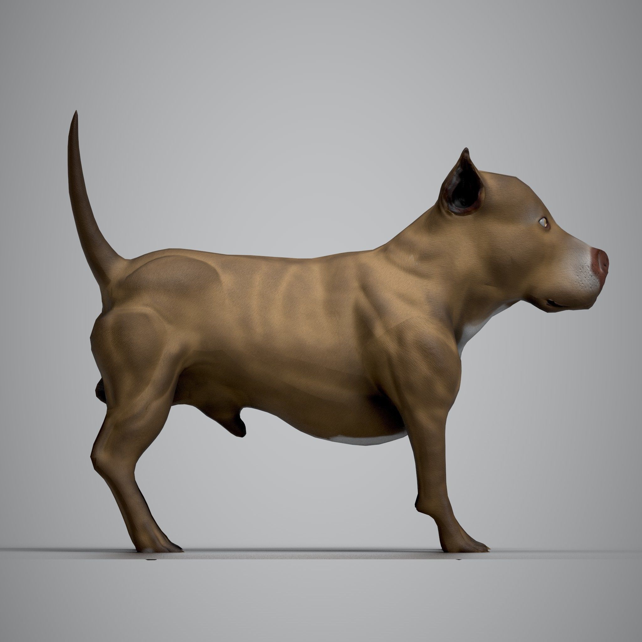 Pitbull American Bully Low-poly 3D model_5