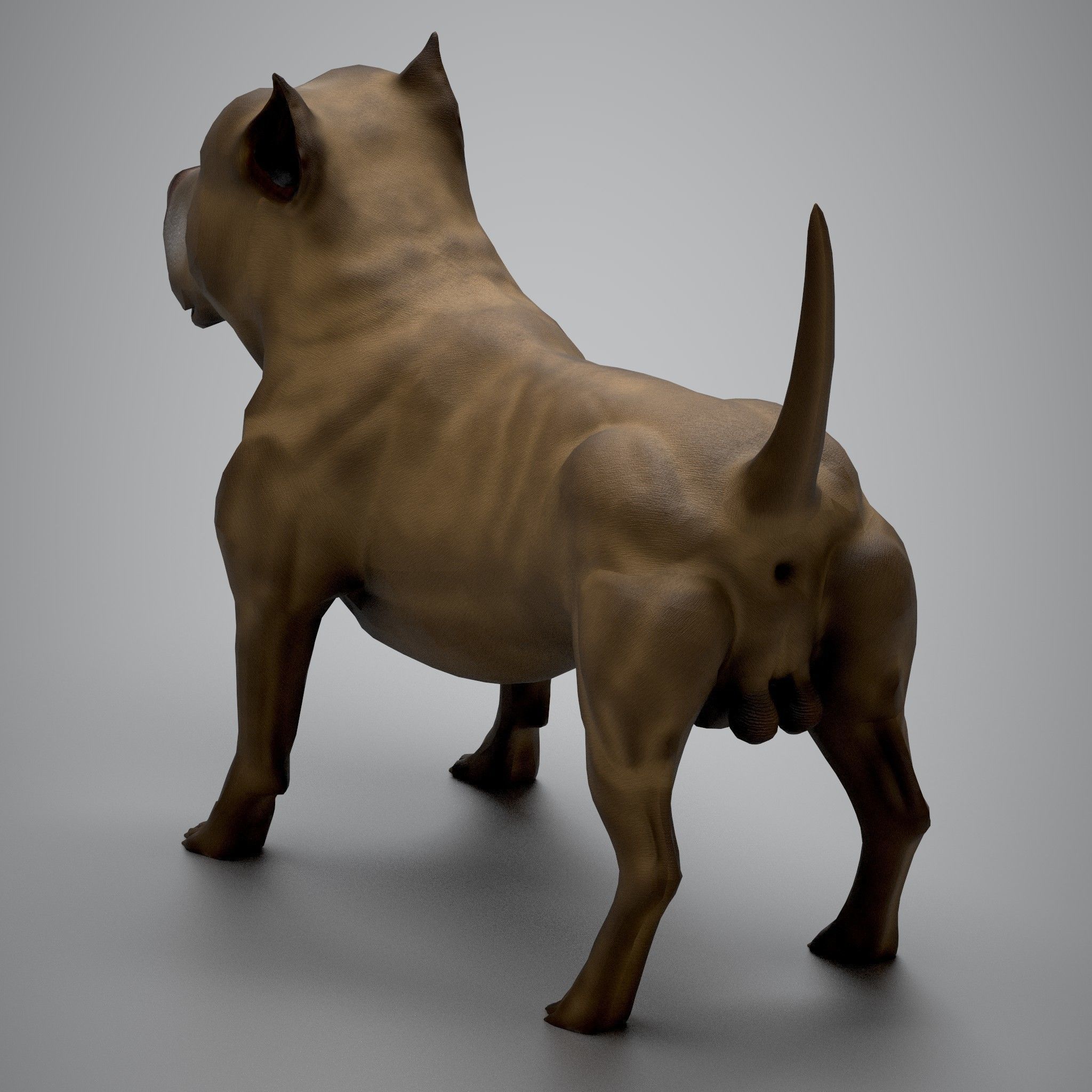 Pitbull American Bully Low-poly 3D model_6